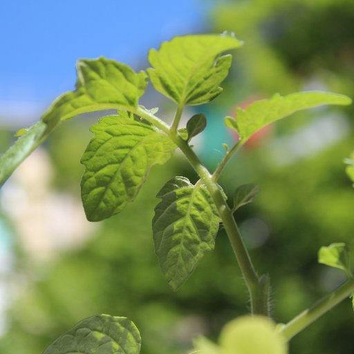 créateur d'espaces potager en #Permaculture bio et #hydroponie #mur #végétal. #biodiversité #permaculture #clima #nature #plantation #jardin #potager