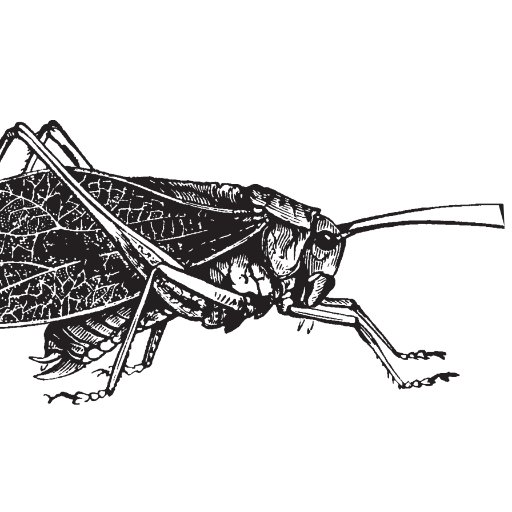 thebelovedbug's profile picture. 