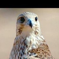 adam elkelany (@adamelkelanye) Twitter profile photo