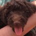 Dog Friendly Detroit (@dogfriendlyind) Twitter profile photo Dog Friendly Detroit (@dogfriendlyind) Twitter profile photo