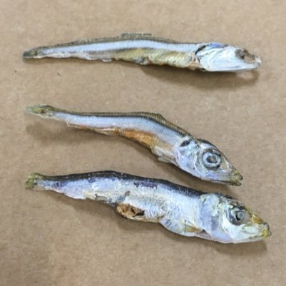 EgoHendrix's profile picture. つぶ貝食べたい