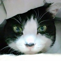 yukio (@e48_a) 's Twitter Profile