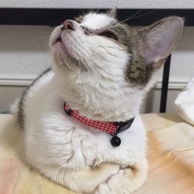 ぶーちゃん わりと本音 On Twitter アラキドン酸カスケード 細胞膜