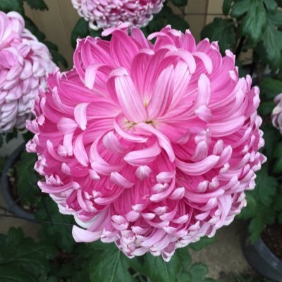 kabu3758's profile picture. XENOはじめました(*´ω｀*)