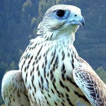 DxYBIhPAGgEUCAo's profile picture. 