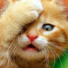 かわいい猫たちを紹介しています。。 ほっこりとしたい方はどぞ。。。 リツイート・いいね・無言フォロー・リスト追加大歓迎、励みになります^^    過去ツイートも見てね（=＾＾=）