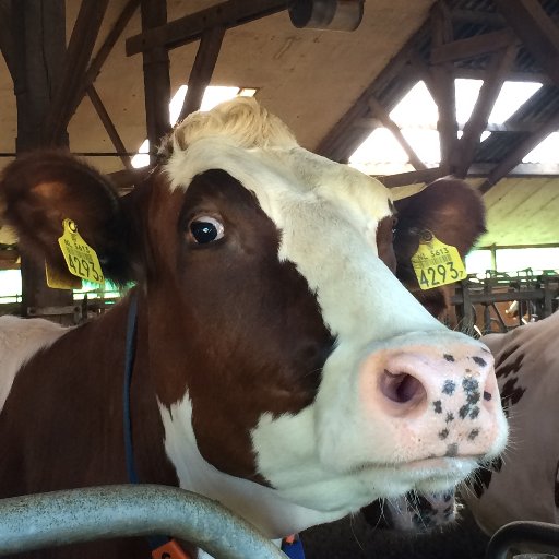 Animal Health Ireland Programme manager for BVD and IBR. Views my own.
