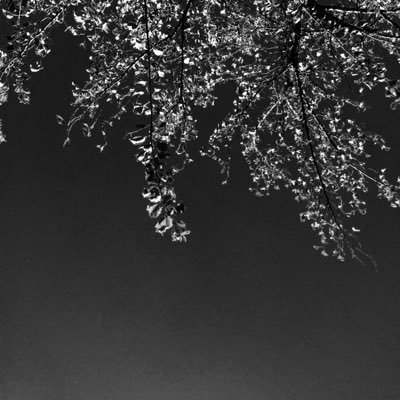 wuteberr's profile picture. 