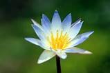 into: Advocate for the humane care of pain & chronic illness sufferers, community building, retweeting communtiy voices #ipp #wsib reform #humanrights