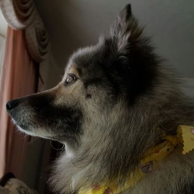 Just your average Keeshond... People also call me doofus dog as I can be a little crazy at times.