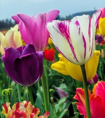 SabaFazal4's profile picture. 