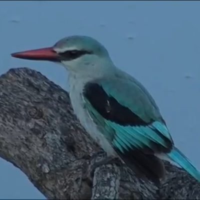 VelvetRevulva's profile picture. 