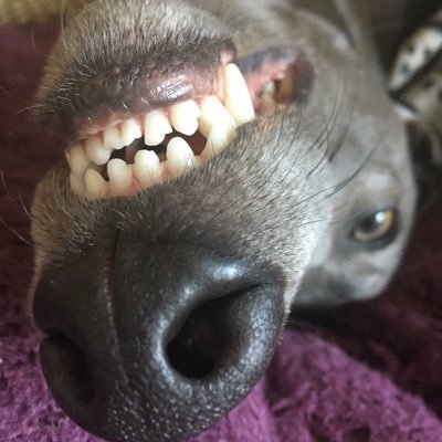 dey callz me icka-wilf! (extremely NORTY whippet - nortiest Wilf on Twitter) @SgtFloydWhippet iz me bestist frend