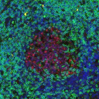 LJI Microscopy Core (@ljimicrocore) 's Twitter Profile Photo LJI Microscopy Core (@ljimicrocore) 's Twitter Profile Photo