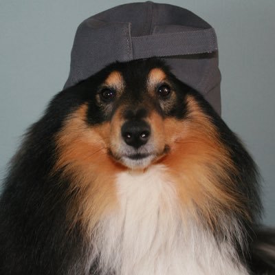 max mini sheepdog maxminisheepdog twitter