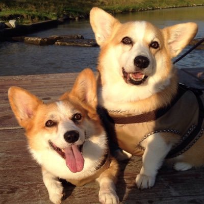 kin_azu_fuku's profile picture. コーギーの  長男の金時(2006.5.31~2015.5.3) 🌈、長女の小豆(2009.4.26~2023.9.21)🌈、三男の空豆(2018.12.1生まれ)、元捨て猫の黒猫、次男の福豆(2009.6月生まれ) のお豆４兄弟です。よろしくお願いします。千葉県印西市
