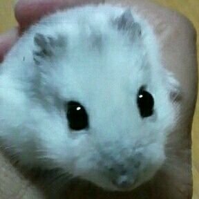 0321tokitoki's profile picture. 20↑•TOKIO・黒龍舞術団・🍴教・忍びさん️🩵・武将さん・ウマ娘(特にナリブ＆モンジュー🐴)←只今ハマり中