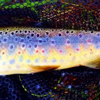 Assynt Fly Fishing (@assyntfly) 's Twitter Profile Photo