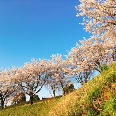 浅野川の桜並木の魅力を伝える団体です🌸