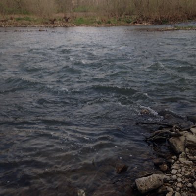 Andrew Shelton Profile