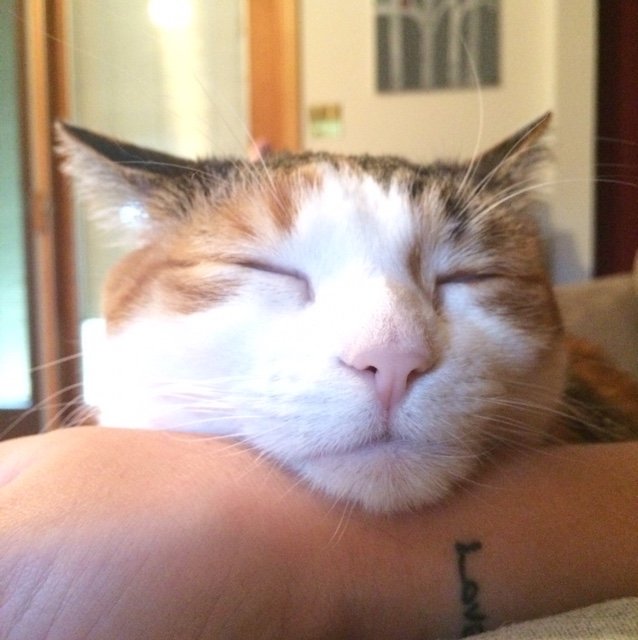 interrupted1's profile picture. I like cheese.