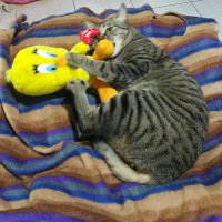 cat killer owner.. (@jillrabbit) 's Twitter Profile