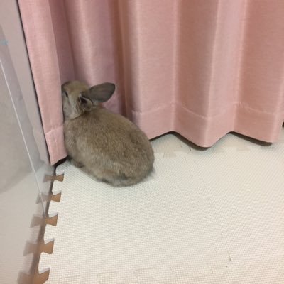 きなこ です 31PLcz2GVPL.jpg_BO30,255,255,