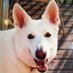 Sdw (@spotdogwright) Twitter profile photo Sdw (@spotdogwright) Twitter profile photo