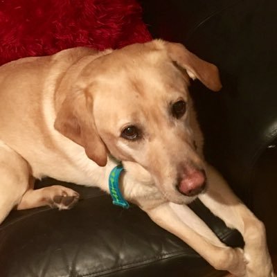 Seanpaul1233's profile picture. 