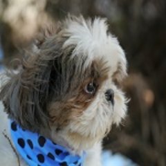 myboomda's profile picture. 読書／ブログ経過報告／蕎麦／カメラなどをブログに書いています。Google AdSenseやアフェリエイトに関心があります。愛犬でシーズーがいます。無言フォローすみません。無言フォロー構いませんよ！