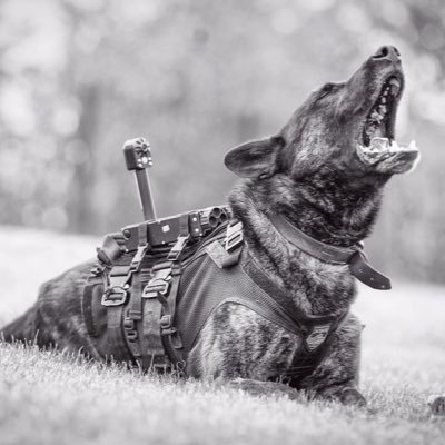 Police Dog Dutch and his dad. He is a 10 year old Dutch Herder working in Yorkshire. Tweets are my own opinions. To report crime call 101