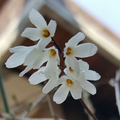 Abeliophyllum Profile Picture