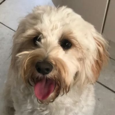 jorgiedoodle's profile picture. I'm Jorgie an Australian Labradoodle!
My humans are @scott_rae_ and @chaacampbell
My local watering hole is @westendbar

Follow my adventures here!