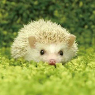 蒼穹のカウパーのプロフィール写真
