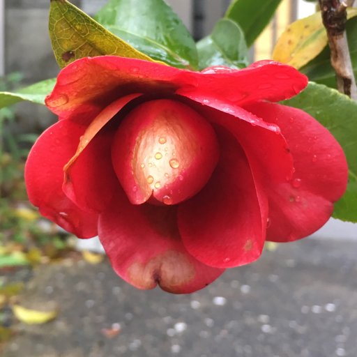 yamasa_99's profile picture. 弓 蕎麦 植林 植物工場 LED 蓼 野菜