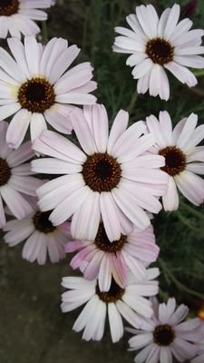 tah38_kyoto's profile picture. とにかく、登録。やりながら、修正していきます。