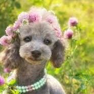 Fun pics and fun facts about poodles. #Kansas #FarmLife #dogsoftwitter
#StandardPoodle #Poodle