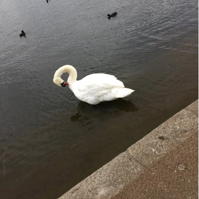 lydialoveyoutoo's profile picture. 