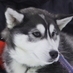 41 Beautiful Siberian Huskies ... we dogsled in the winter and can't wait for snow.