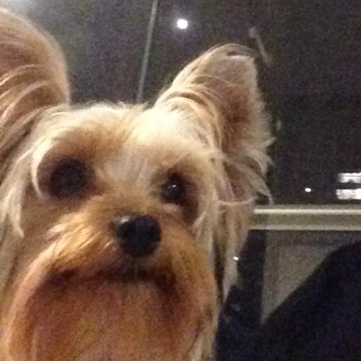 GGNShow's profile picture. 