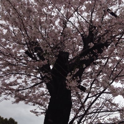 hikaru040206's profile picture. テニス