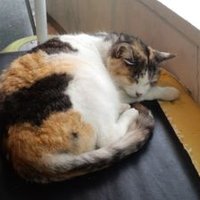 真白優樹 (@yuukimasiro) 's Twitter Profile Photo 真白優樹 (@yuukimasiro) 's Twitter Profile Photo
