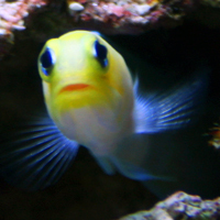 swwholesale's profile picture. 