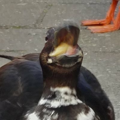 Smephite's profile picture. Studying EE

interested in Space technology, trains and computer science