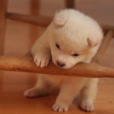 Satoshi_1201's profile picture. 弦が多い楽器を弾く33歳会社員 趣味は映画鑑賞とカメラ(sony α7Ⅲ) ライブ撮影のご依頼お待ちしております