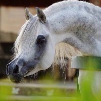 عبدالعزيز الفهري (@zkkrmx7zdmtfaz3) 's Twitter Profile