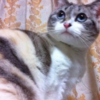 HOTPAN2のあいぱっどで骨折したほう (@maya_quetzal) 's Twitter Profile