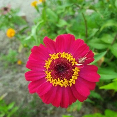 sweety_sow's profile picture. Iam study