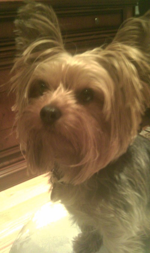 rickmanesh's profile picture. 