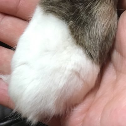 天ぷらさんのプロフィール画像
